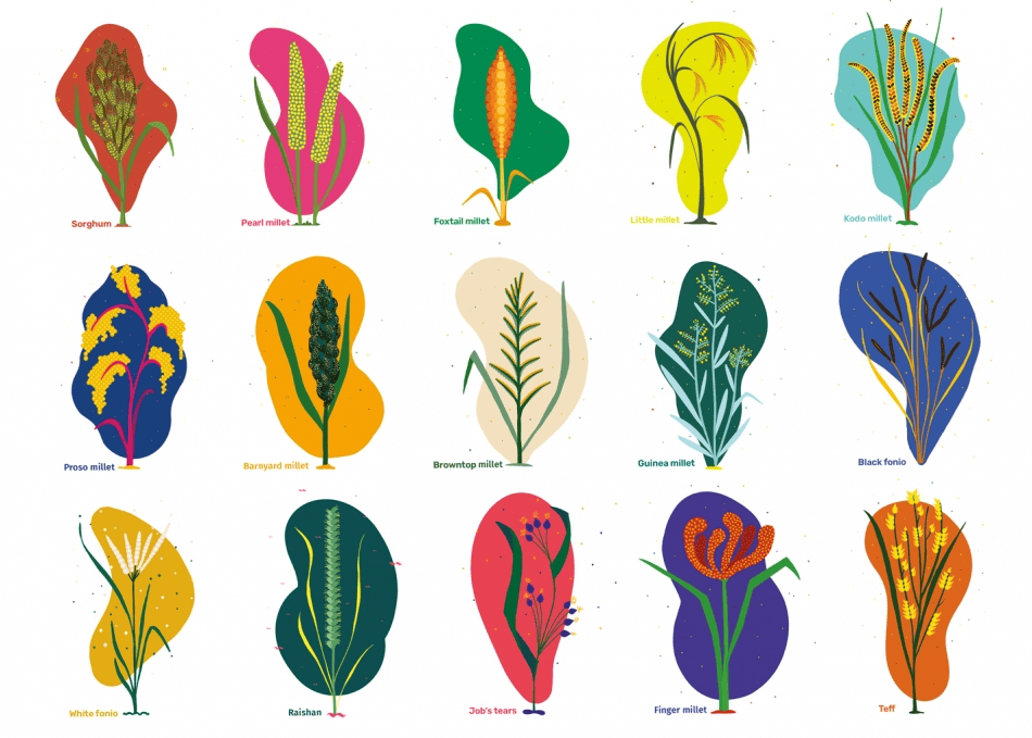 世界中によく栽培されている15種のミレット雑穀