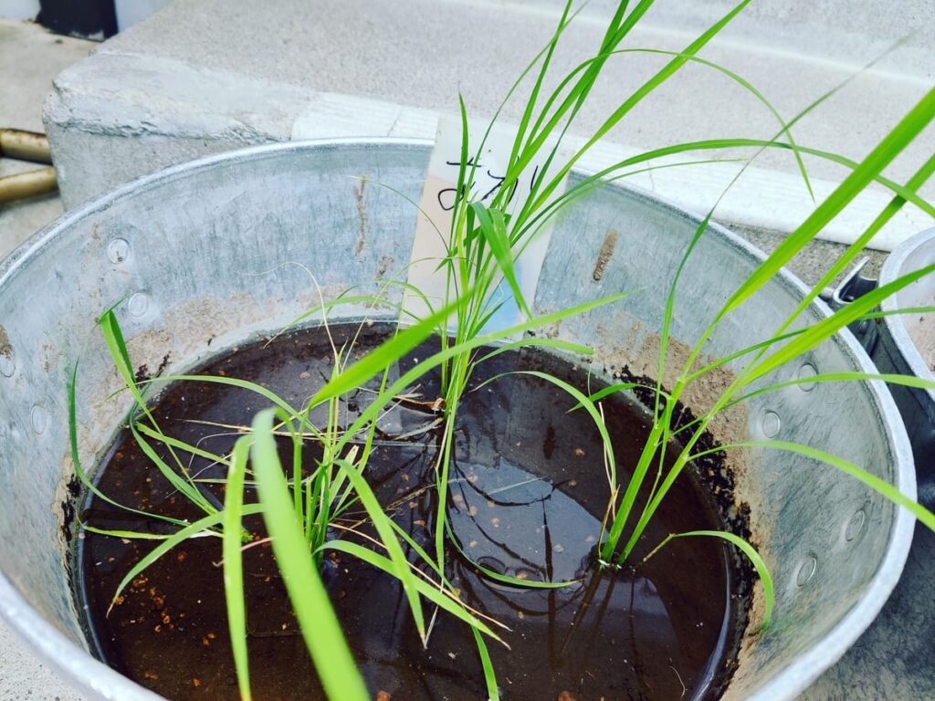 Three groups of ~15cm rice seedlings in an aluminium bucket full of settled mud with a thin layer of water. A label reads 'aka' meaning red in Japanese.