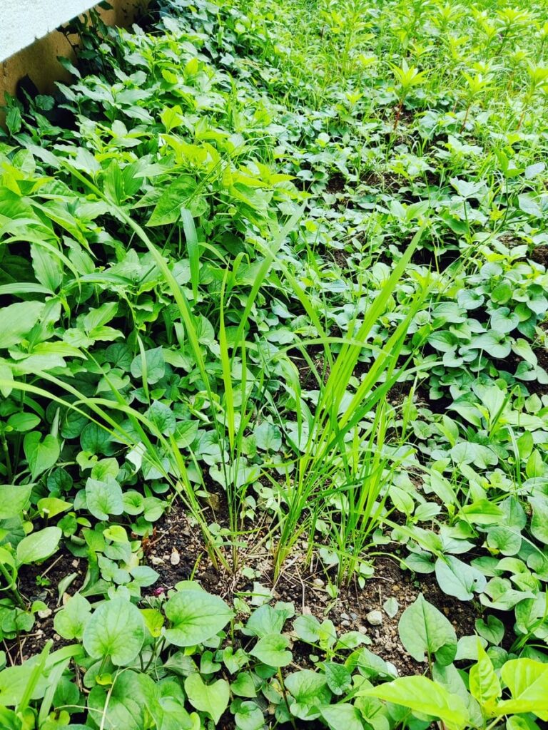 various rice varieties grow together in a group surrounded by vibrant green weeds.