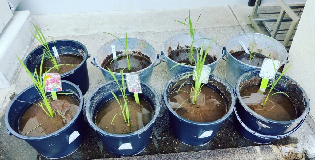 Eight buckets each with a single stem or single group of rice plants. plant height is about 20cm.