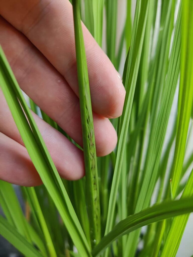 Surrounded by rice leaves, from the middle of a rice stem, a panicle starts to emerge. The not yet hardened awns look like hairs running down the length of the panicle.