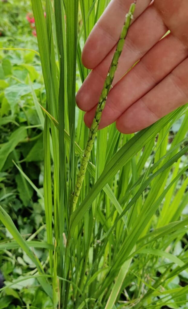 A rice plant grows in a background of weeds with a flowering panicle visible.