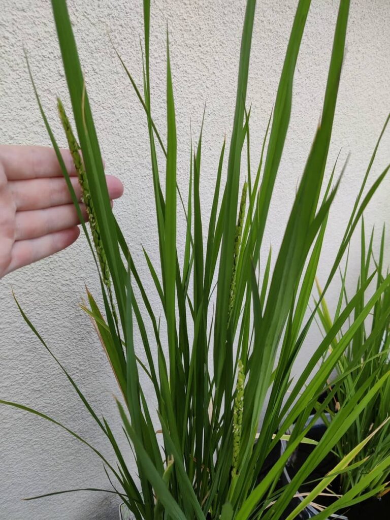 rice plant growing in bucket with three visible flowering panicles.