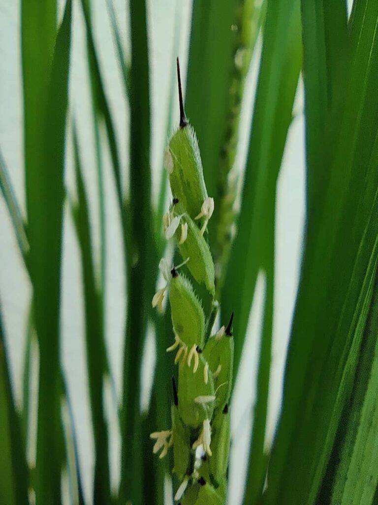 a magnified rice panicle has pale yellow tube-like anthers hanging from each individual grain. presence and length of awns varies between grain and small hairs are also visible.