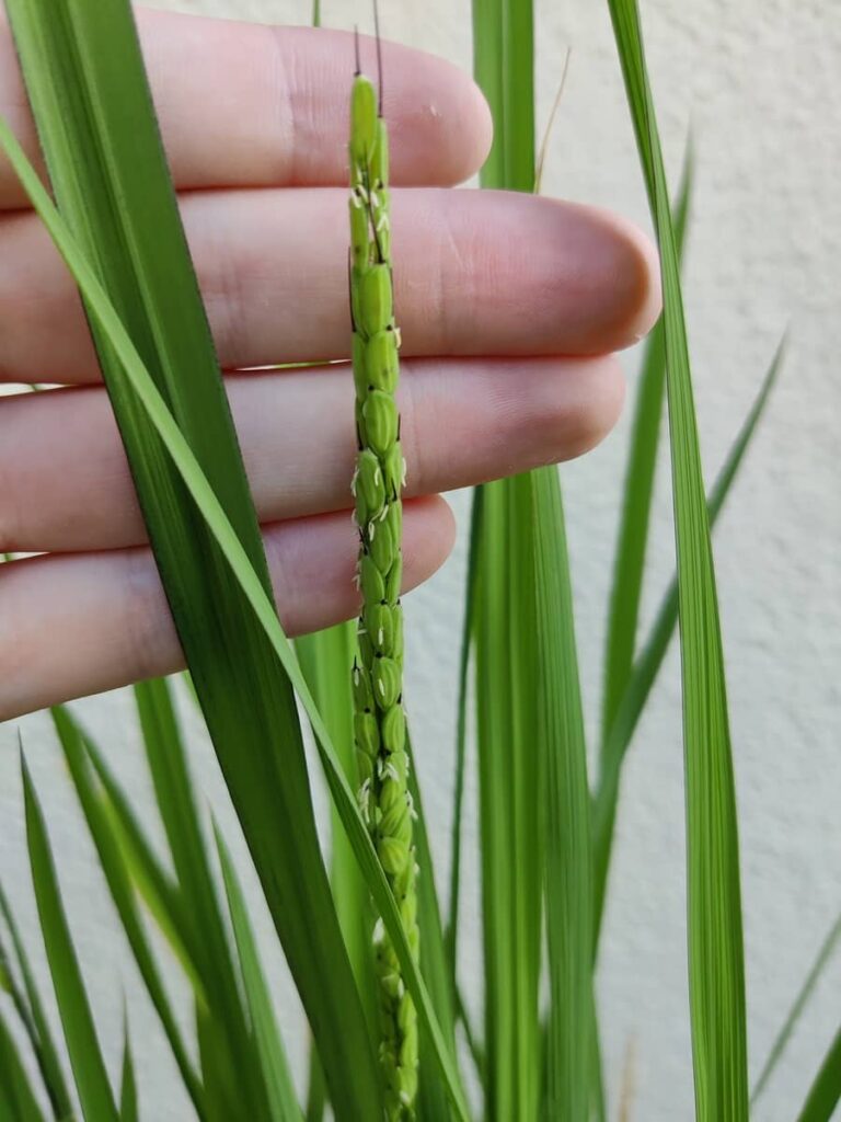 pale green unfertilised rice grains with various awn lengths have small white tube-like anthers hanging from them indicating flowering has occurred.