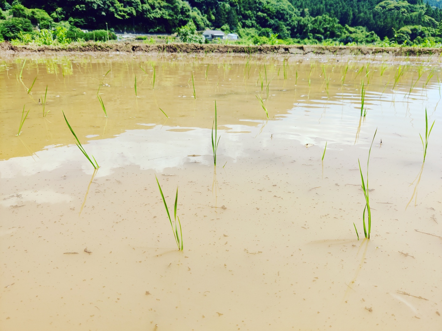 Getting a Farming Job in Japan