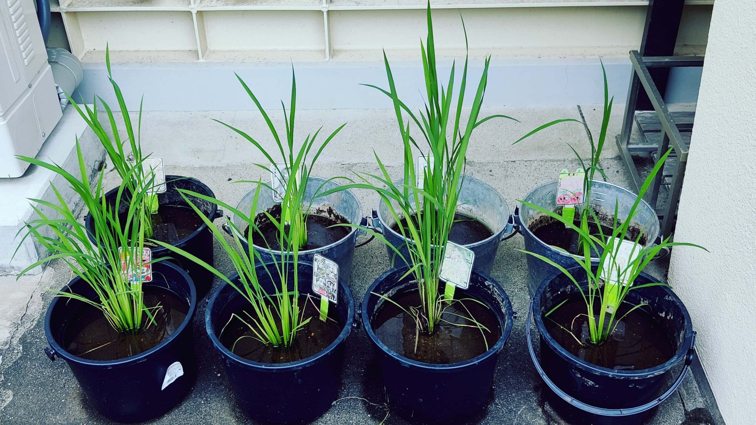 Ancient Rice in a Bucket 1: Preparation and Planting