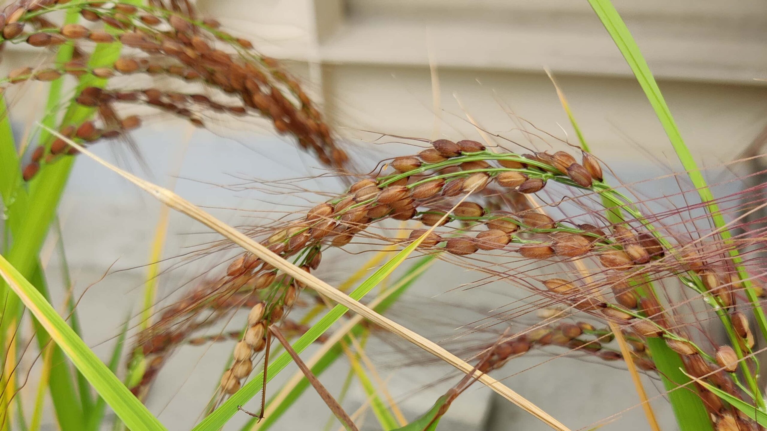 Heads of red ancient rice bowing over.