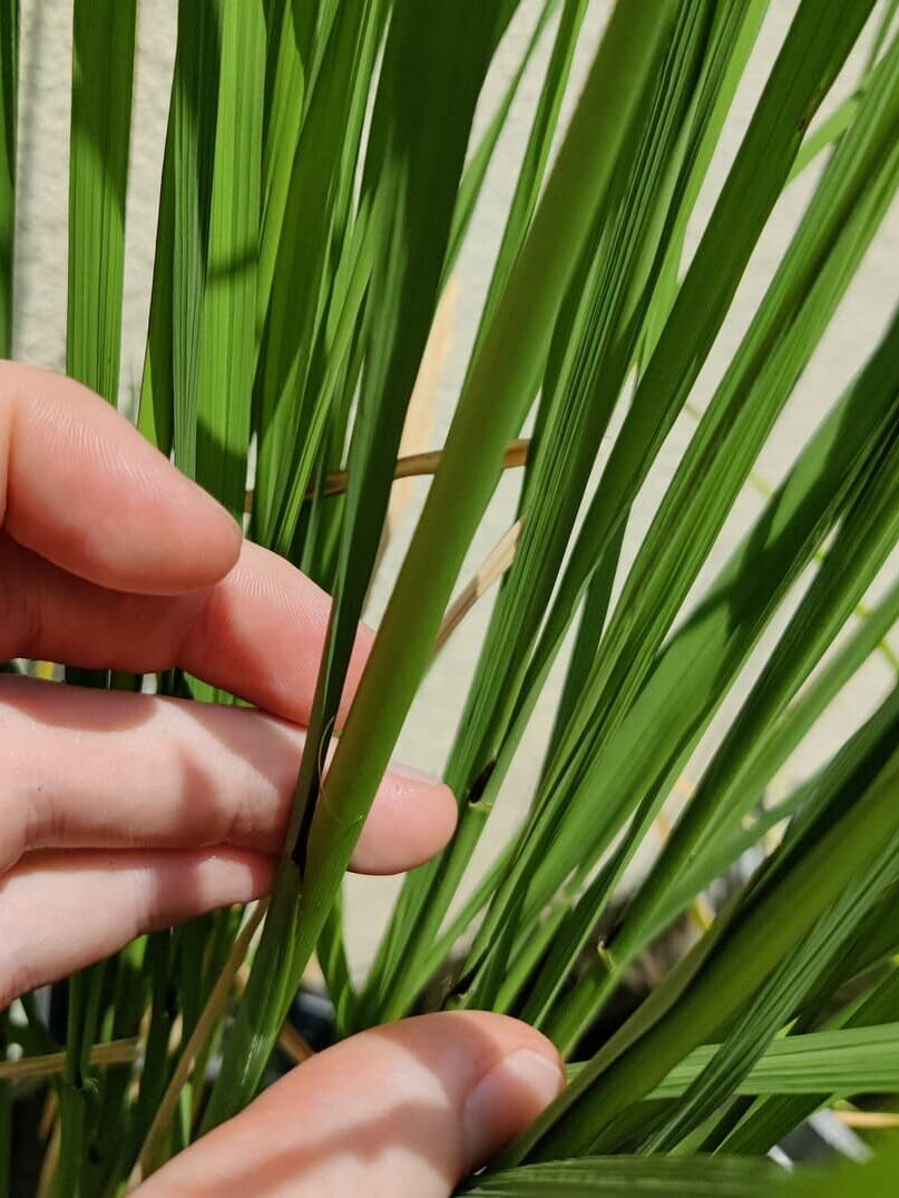 In the centre of a rice plant hill a stem that is swollen and rounded compared with the other surrounding stems is is singled out by a hand.