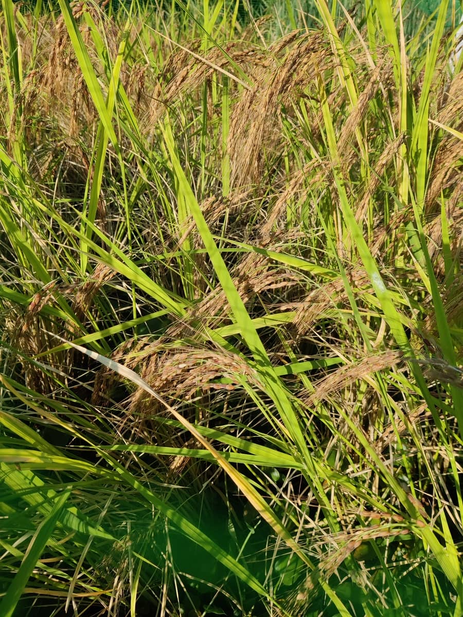 Close up of Field of bowed over rice ears. golden-brown to red rice grains have long lemmas.