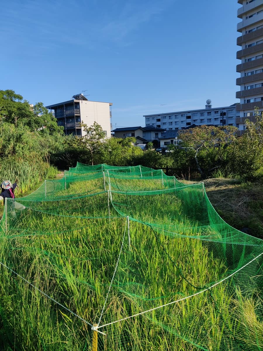 Small Rice paddy is covered in a green net.